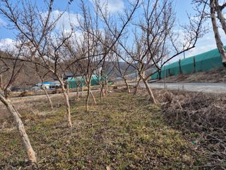 기중권님의 기타작물 · 영농일지 작성글 사진