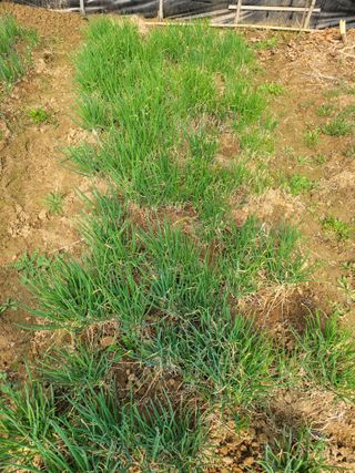 원탑님의 기타작물 · 영농일지 작성글 사진