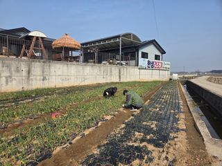 파인cool님의 마늘 · 영농일지 작성글 사진