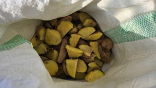 김남근님의 감자 · 영농일지 작성글 사진