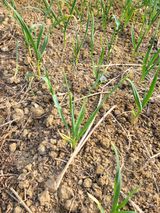 팜모닝 기타작물·영농일지 게시글 이미지