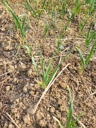 원탑님의 기타작물 · 영농일지 작성글 사진