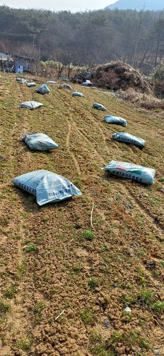 이강재님의 감자 · 영농일지 작성글 사진