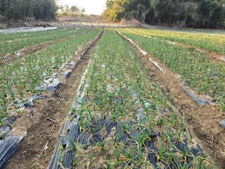 소병기 정직한농장님의 마늘 · 영농일지 작성글 사진