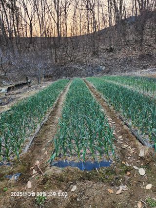 박선춘님의 마늘 · 영농일지 작성글 사진