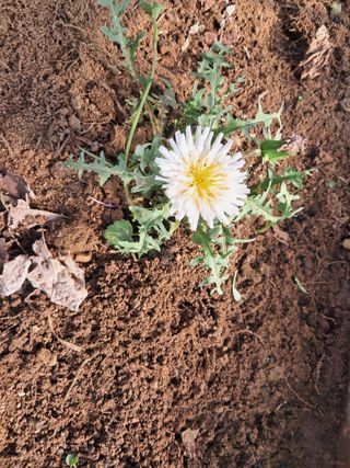 최한기님의 기타작물 · 영농일지 작성글 사진