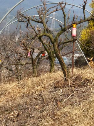 김연숙님의 기타작물 · 영농일지 작성글 사진