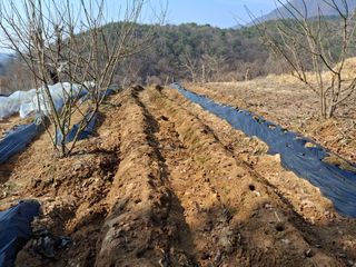형남영님의 감자 · 영농일지 작성글 사진