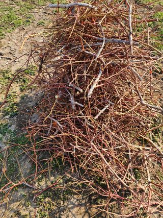 밀양달콤팜님의 기타작물 · 영농일지 작성글 사진