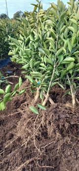 팜모닝 기타작물·영농일지 게시글 이미지