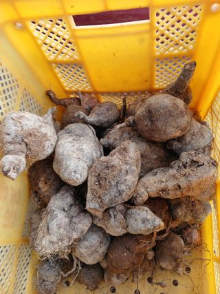 맞춤포도 드론방제님의 기타작물 · 영농일지 작성글 사진