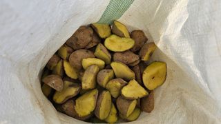 김남근님의 감자 · 영농일지 작성글 사진