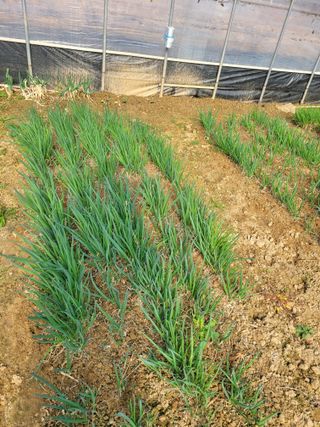 원탑님의 기타작물 · 영농일지 작성글 사진