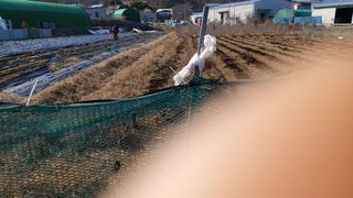 오정식님의 두릅 · 영농일지 작성글 사진