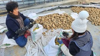 김남근님의 감자 · 영농일지 작성글 사진