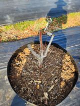 팜모닝 기타작물·영농일지 게시글 이미지