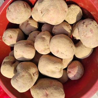 이창화님의 기타작물 · 영농일지 작성글 사진