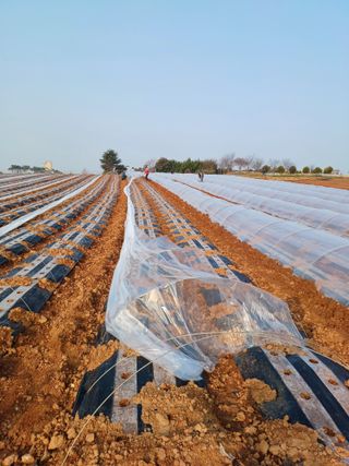 결단이님의 기타작물 · 영농일지 작성글 사진