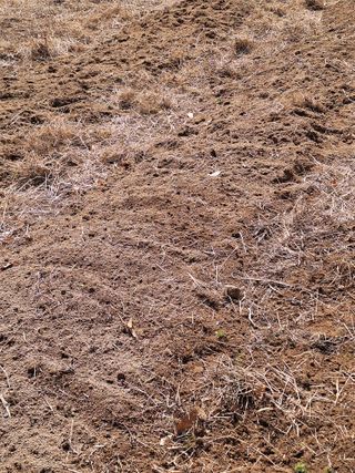 한정술님의 기타작물 · 영농일지 작성글 사진