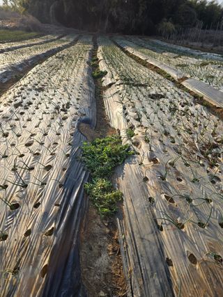 소병기 정직한농장님의 마늘 · 영농일지 작성글 사진