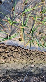 팜모닝 마늘·영농일지 게시글 이미지