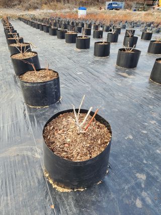 밀양달콤팜님의 기타작물 · 영농일지 작성글 사진