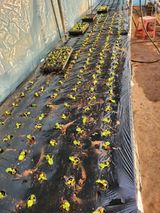 팜모닝 기타작물·영농일지 게시글 이미지