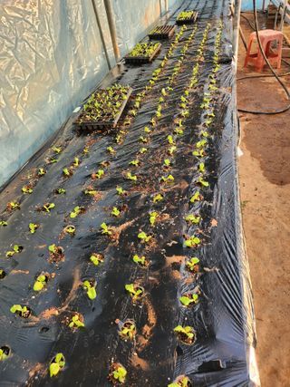 이병희님의 기타작물 · 영농일지 작성글 사진