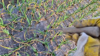 서정욱님의 마늘 · 영농일지 작성글 사진