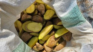 김남근님의 감자 · 영농일지 작성글 사진