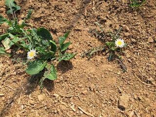 최한기님의 기타작물 · 영농일지 작성글 사진