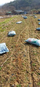 팜모닝 감자·영농일지 게시글 이미지