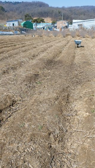 오정식님의 두릅 · 영농일지 작성글 사진