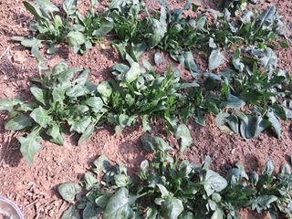 최한기님의 기타작물 · 영농일지 작성글 사진