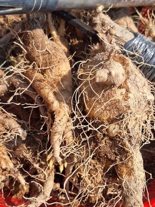 한정술님의 기타작물 · 영농일지 작성글 사진