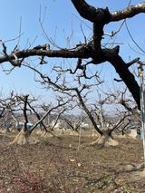 팜모닝 복숭아·영농일지 게시글 이미지