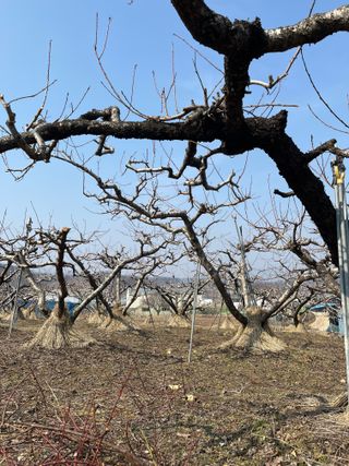 이호승님의 복숭아 · 영농일지 작성글 사진