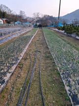 팜모닝 기타작물·영농일지 게시글 이미지