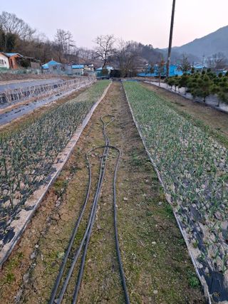 두두짱돌님의 기타작물 · 영농일지 작성글 사진