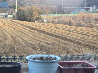 김광한님의 기타작물 · 영농일지 작성글 사진