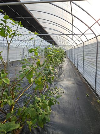 박미라님의 기타작물 · 영농일지 작성글 사진