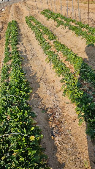 김동길님의 기타작물 · 영농일지 작성글 사진