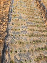 팜모닝 기타작물·영농일지 게시글 이미지