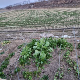 백현호님의 기타작물 · 영농일지 작성글 사진