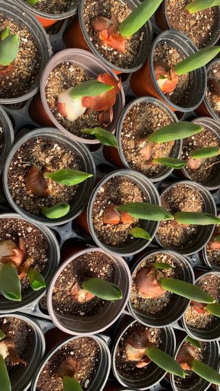 원스피릿팜님의 기타작물 · 영농일지 작성글 사진