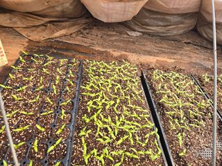 고향에서 고추님의 기타작물 · 영농일지 작성글 사진