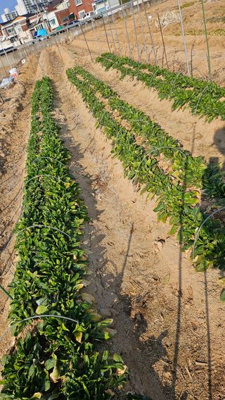 김동길님의 기타작물 · 영농일지 작성글 사진