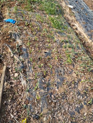 최병우님의 기타작물 · 영농일지 작성글 사진