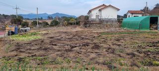 김안재님의 기타작물 · 영농일지 작성글 사진