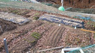 김영규님의 기타작물 · 영농일지 작성글 사진